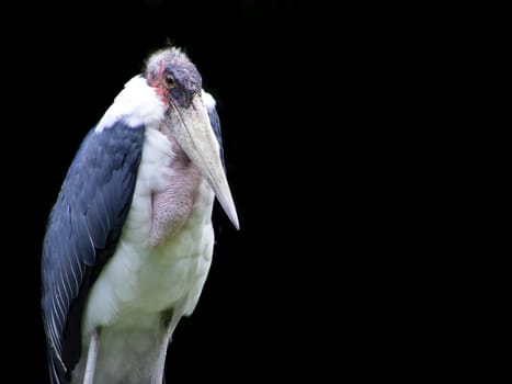 Marabou stork