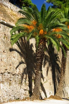 Canarian Date Palm 05