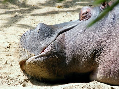 Snoring Hippopotamus