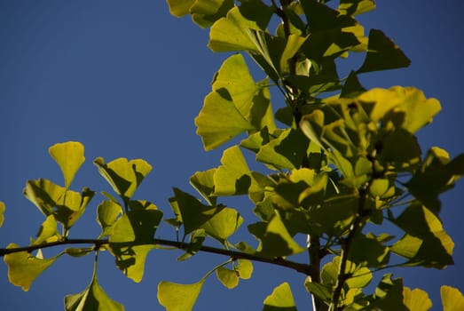Ginkgo 10