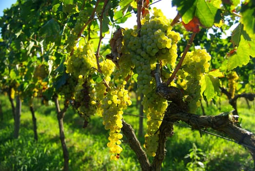 Wine 05