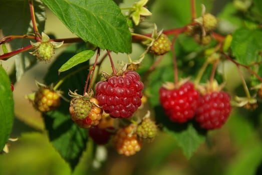 Raspberry 04