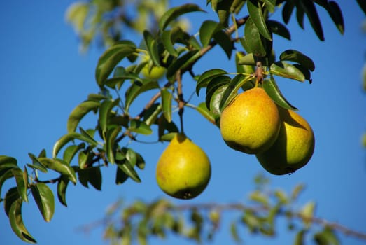 Pear 07