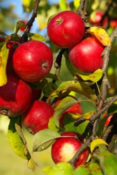 Apple 11