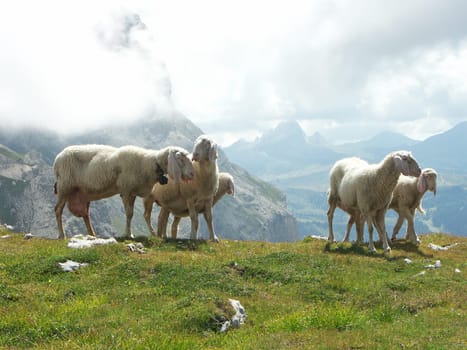 Sheep Heaven