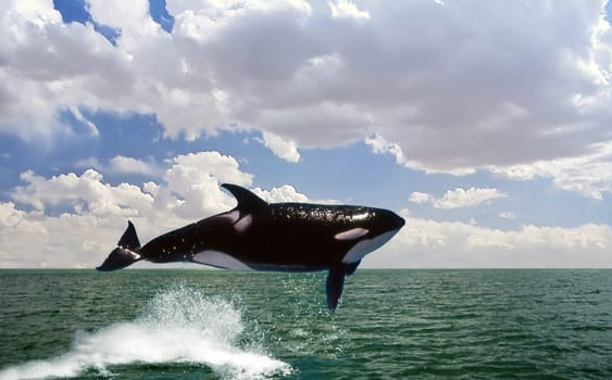 Orca 2