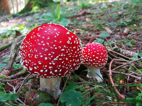 Fly agaric