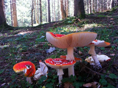 Toadstool Group