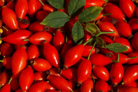 Rosehip 02