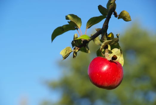 Apple 13