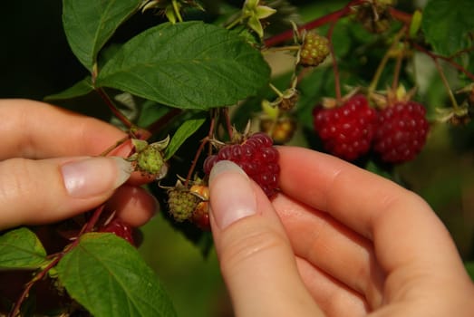 Raspberry 03