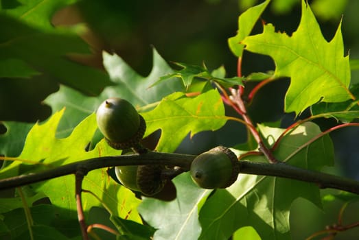 Oak 03