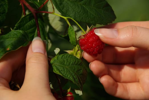Raspberry 11