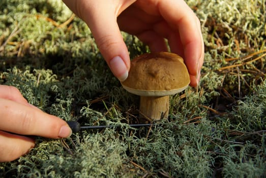 Porcini mushroom 07
