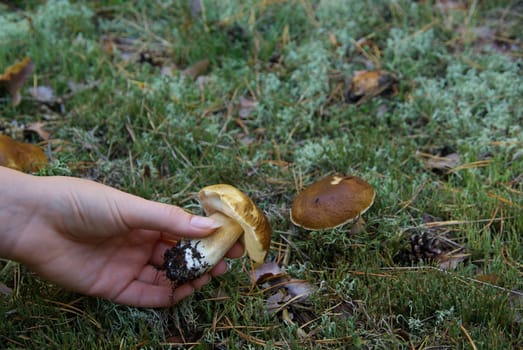 Porcini mushroom 08