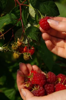 Raspberry 13