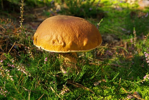 Porcini mushrooms 12