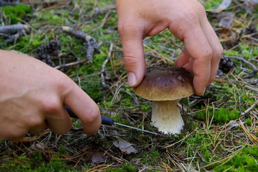Porcini mushrooms 15