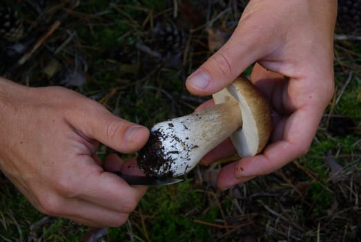 Porcini mushrooms 16