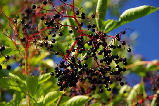 Elderberry 05