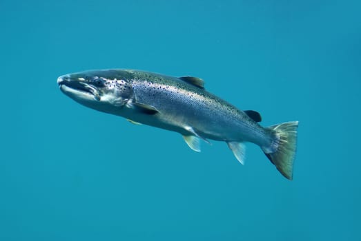 Actually,we wanted to catch a lot of fish..... But since it was often very stormy... we preferred to see them alive!:-)