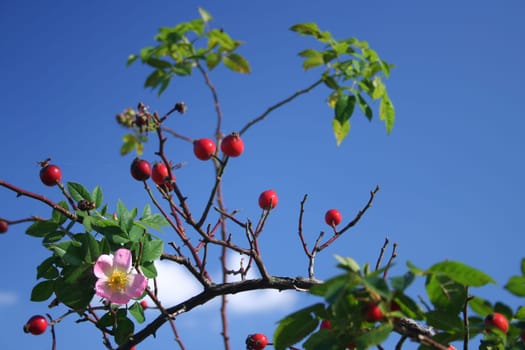 Rose hip