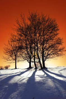 Icy Warmth