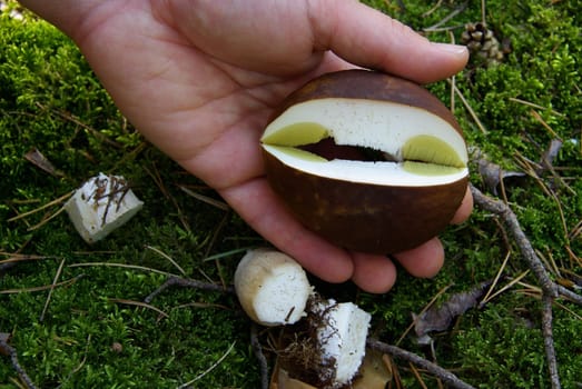 Porcini mushroom 23