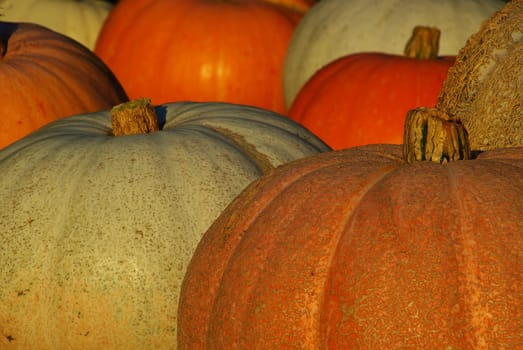 Pumpkin 06