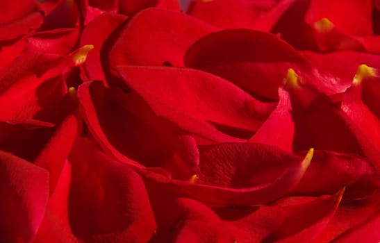 Rose Petal 03