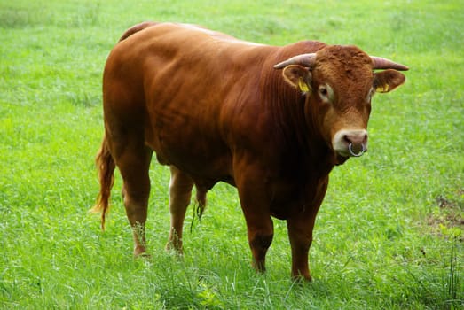 Beef 05