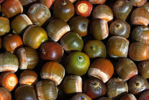 Acorn 02