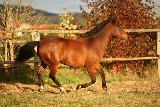 And my little Spaniard is tone in tone with nature again