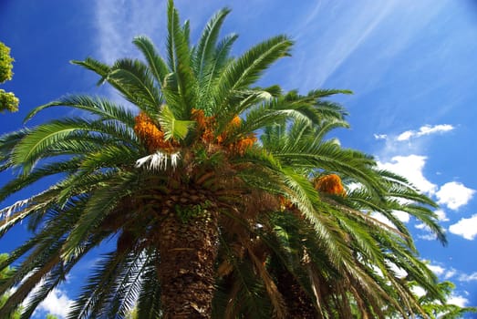 Canarian Date Palm 06