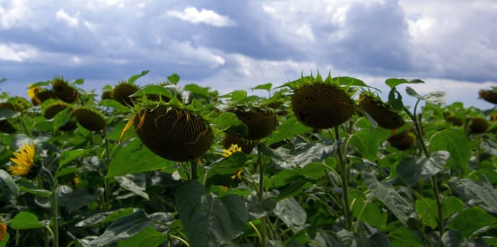 Sunflowers 12
