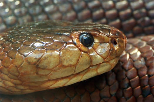 Serpent's Eye