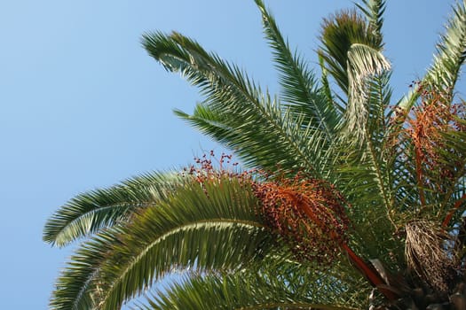 Palm tree
