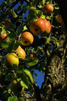 Pear 02