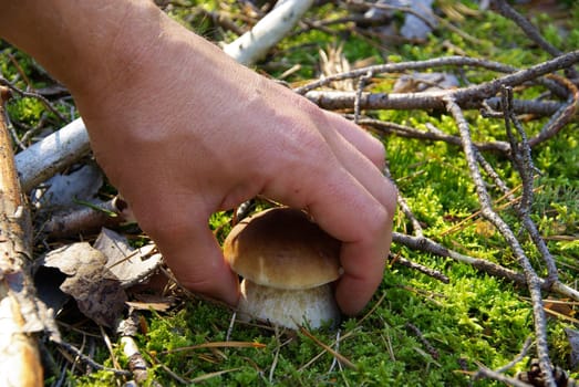 Porcini mushrooms 10
