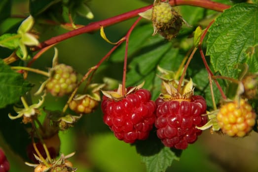 Raspberry 10