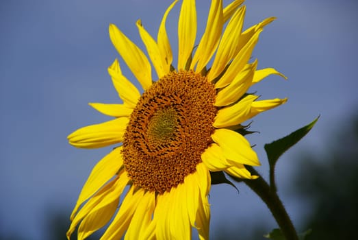 Sunflowers 17