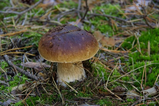 Porcini mushrooms 14