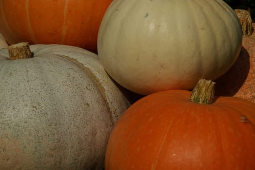 Pumpkin 07