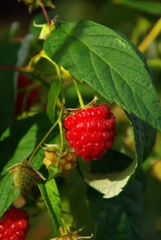 Raspberry 07