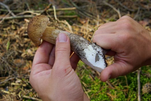 Porcini mushroom 24