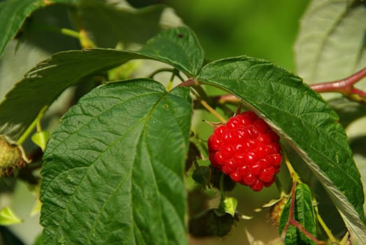 Raspberry 06
