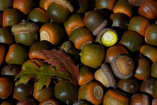 Acorn 04