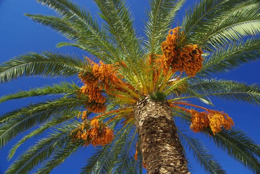 Canarian Date Palm 07