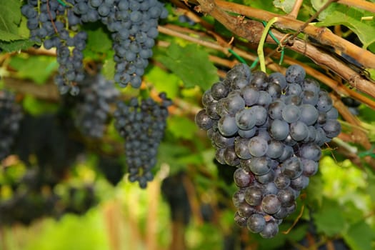 Grape