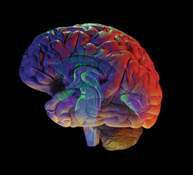 brain